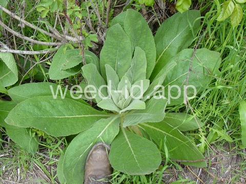 mullein, common